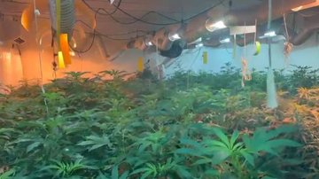 Estufa de maconha encontrada pela Polícia Civil