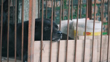 Posso prender meu cachorro? Nova lei em SP muda tudo; entenda
