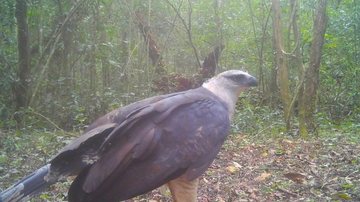 Vídeo inédito mostra ave de rapina rara no Parque Nacional do Iguaçu