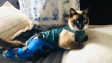 A luta por mais uma chance: o drama da transfusão de sangue para pets