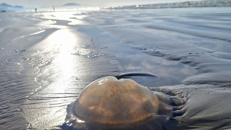 Águas-vivas encalham em praias do litoral de SP; saiba os riscos e causas
