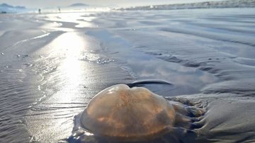 Águas-vivas encalham em praias do litoral de SP; saiba os riscos e causas
