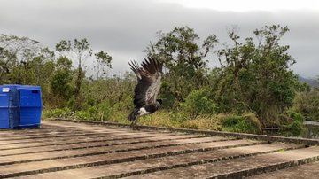 Anhuma resgatada em Bertioga é reabilitada e solta de volta ao habitat