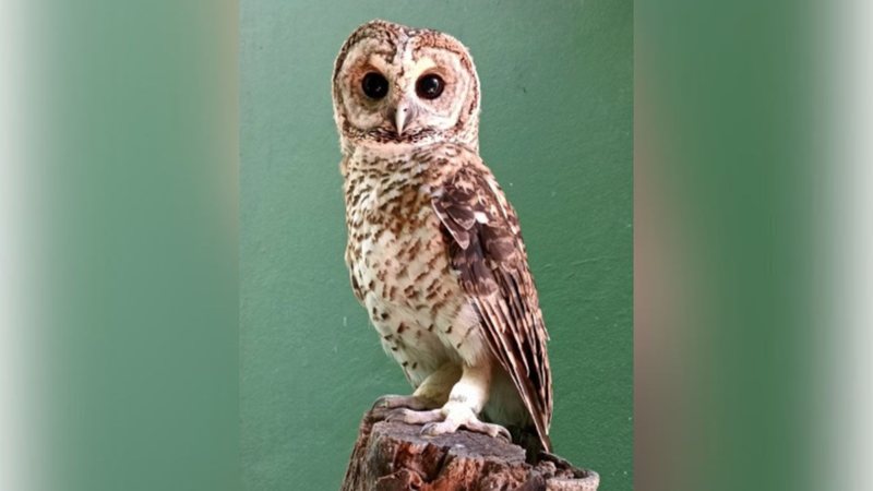 Bactérias superresistentes são achadas em aves selvagens em Santos