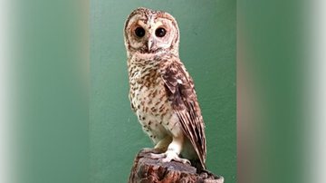 Bactérias superresistentes são achadas em aves selvagens em Santos