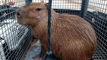 capivara-invade-condominio-e-morde-cachorro-em-sao-sebastiao