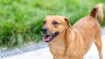CCZ de Bertioga tem 149 pets disponíveis para adoção
