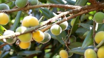 Conhece a cabeludinha? Veja essa e outras frutas saborosas da nossa mata para ter em casa