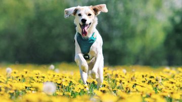 Cuidados essenciais para proteger a saúde de cães e gatos na estação das flores