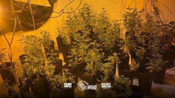 Homem é preso após denúncia apontar 107 mudas de maconha em Praia Grande