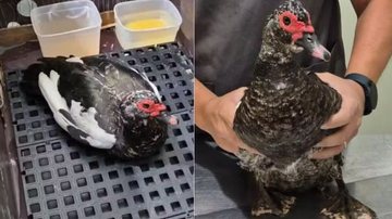 Idoso é investigado por zoofilia em Peruíbe; esposa o reconheceu em vídeo chocante