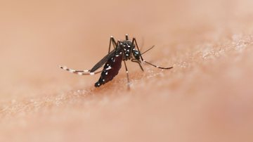 Infecções por Aedes aegypti na gravidez elevam risco de complicações no parto e para o bebê