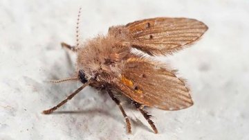 Mosca-do-banheiro