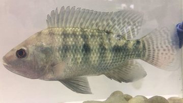 Pesquisa alerta sobre guanitoxina em tilápias e água consumida no Brasil