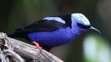 Saíra-beija-flor faz aparição inusitada em Bertioga e causa euforia entre observadores de aves