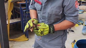 Animal silvestre faz ninho dentro de escola no litoral de SP