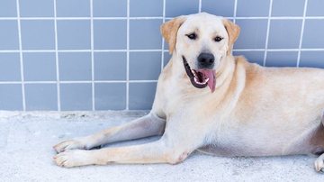 CCZ de Bertioga busca lares definitivos para 177 pets