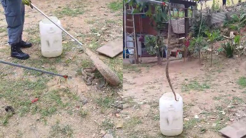 Bombeiros capturam jararaca em quintal de casa no litoral de SP
