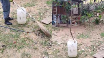 Bombeiros capturam jararaca em quintal de casa no litoral de SP