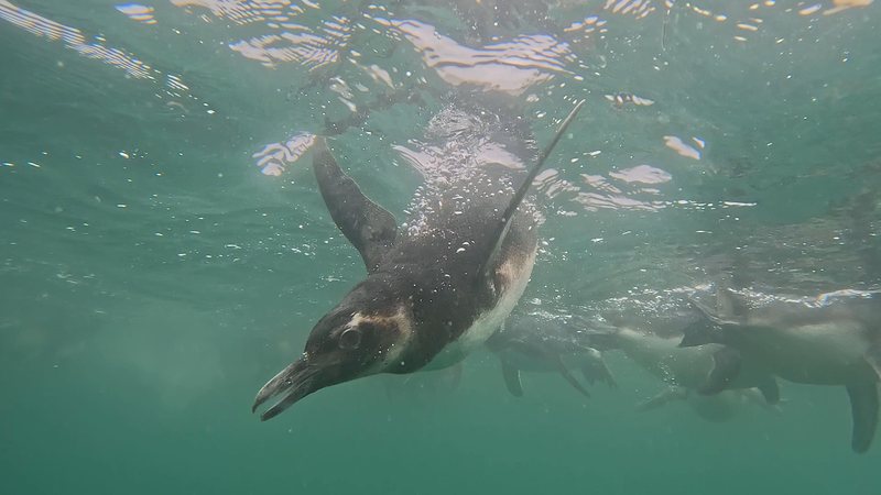 Gremar solta 16 pinguins reabilitados no Parque Estadual Laje de Santos