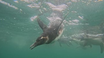 Gremar solta 16 pinguins reabilitados no Parque Estadual Laje de Santos