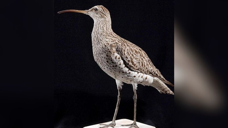 Maçarico-de-bico-fino: Europa perde primeira espécie de ave em 500 anos