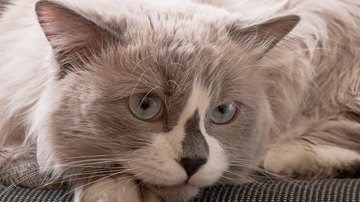 Gato