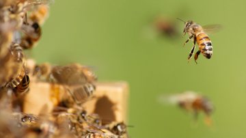 Soro nacional contra picada de abelha apis entra em fase final de testes