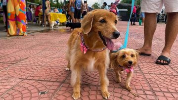 Bertioga sedia 1ª Cãominhada End Polio Now e une luta contra a poliomielite à causa animal