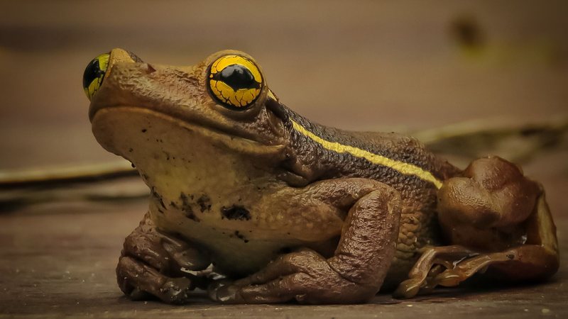 Caminhada noturna explora anfíbios da Mata Atlântica em Bertioga