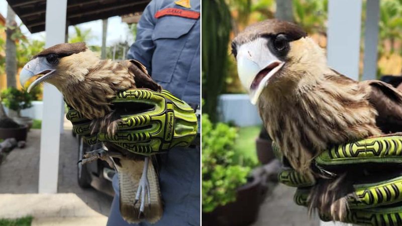 Falcão carcará ferido é resgatado por bombeiros no litoral de SP