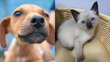 Quer adotar? Bertioga tem 175 pets à espera de um lar no CCZ