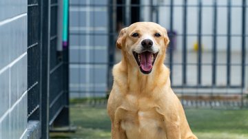 Centro de Controle de Zoonoses de Bertioga tem 178 pets disponíveis para adoção