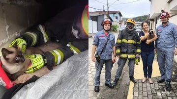 Gato preso entre forro e telhado é resgatado por bombeiros no litoral de SP
