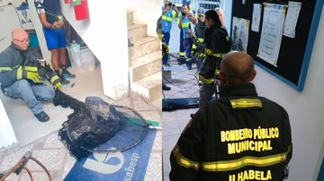 Jaguatirica surpreende funcionários ao surgir em sala da Sabesp no litoral de SP