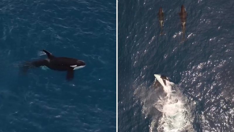 Orcas são avistadas em Santos, Ilhabela e Ubatuba e chamam atenção