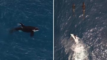 Orcas são avistadas em Santos, Ilhabela e Ubatuba e chamam atenção
