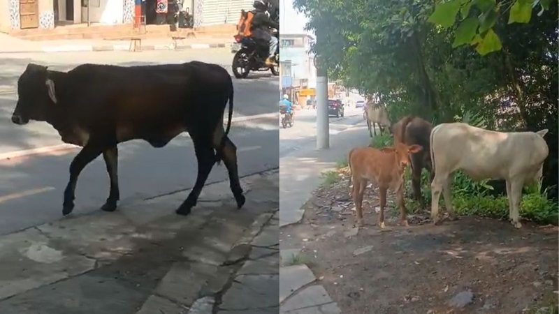 Bois são flagrados andando desacompanhados em avenida de Guarujá; veja vídeo