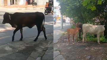 Bois são flagrados andando desacompanhados em avenida de Guarujá; veja vídeo