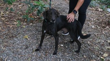 Lei que prevê multa de até R$ 10 mil por abandono de pet entra em vigor em Santos