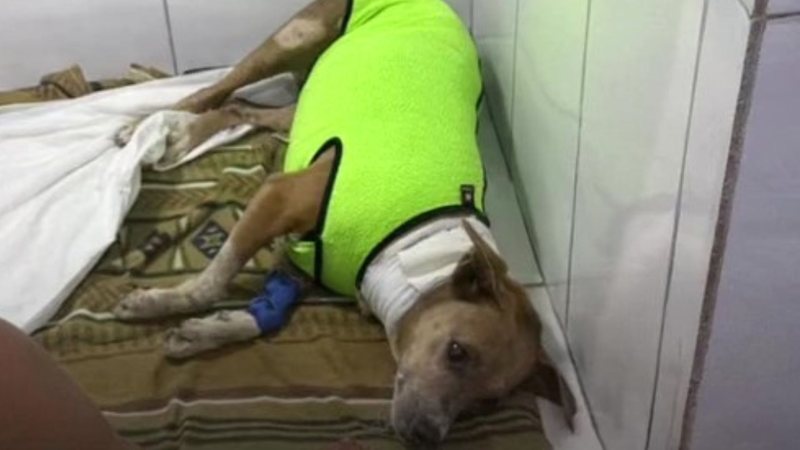 Neguinha luta pela vida após ser esfaqueada em Praia Grande