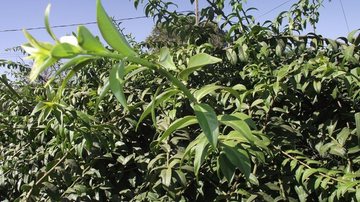 Folhas de ora-pro-nóbis, planta alimentícia não convencional rica em nutrientes e usada na alimentação brasileira
