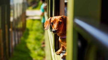 Cachorrinho viajando