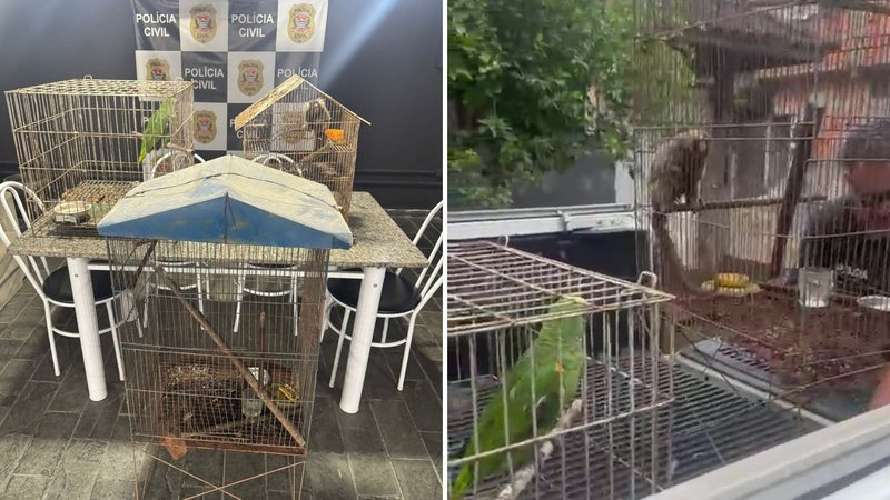 Animais silvestres mantidos há anos em cativeiro doméstico são apreendidos, em Guarujá