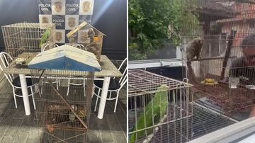 Animais silvestres mantidos há anos em cativeiro doméstico são apreendidos, em Guarujá