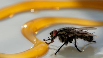 mosca na comida