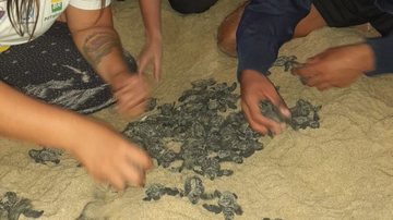 Filhotes de tartaruga-cabeçuda nascem em praia do litoral de SP