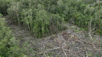 Instituto denuncia grilagem e desmatamento em área protegida do litoral de SP