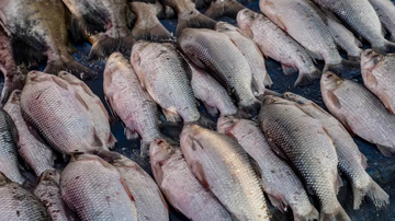 Peixes em peixaria