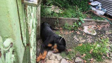Rottweiler é encontrado morto com suspeita de estrangulamento no litoral de SP
